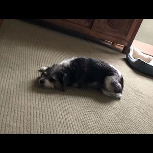 Meet your Posher, Joy